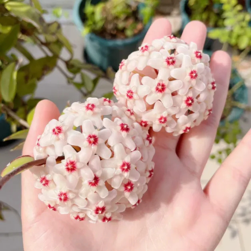Clustered Star Bloom Hanging Plant