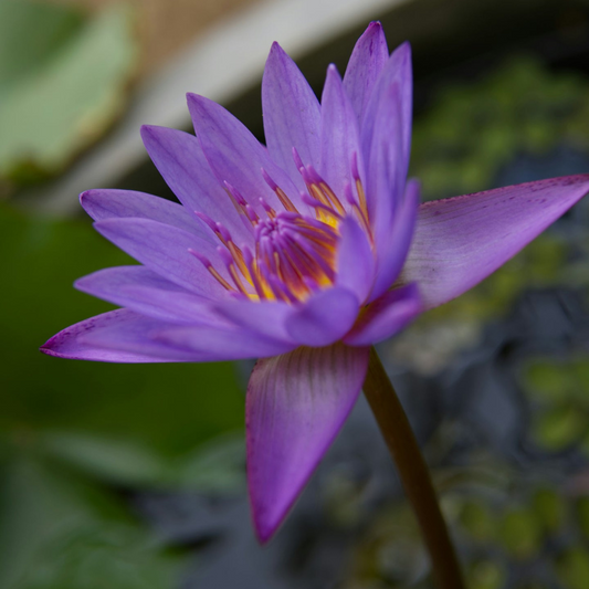 Japanese Lotus Perfume Oil