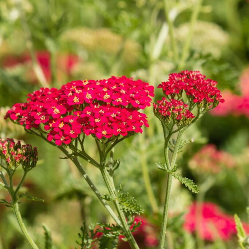 Red Yarrow Heirloom Seeds