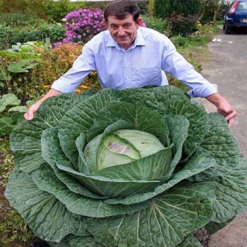 Rare Giant Russian Cabbage Seeds