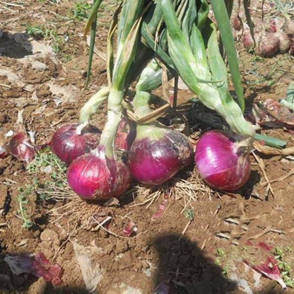 Russian Heirloom Giant Onion Seeds