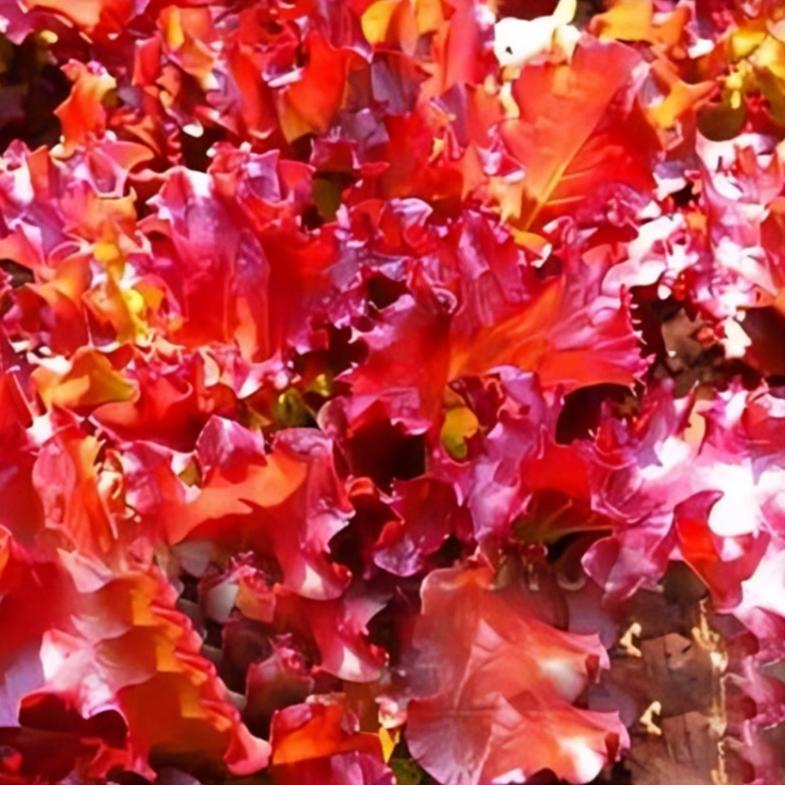 Purple Lettuce Leaf Seeds