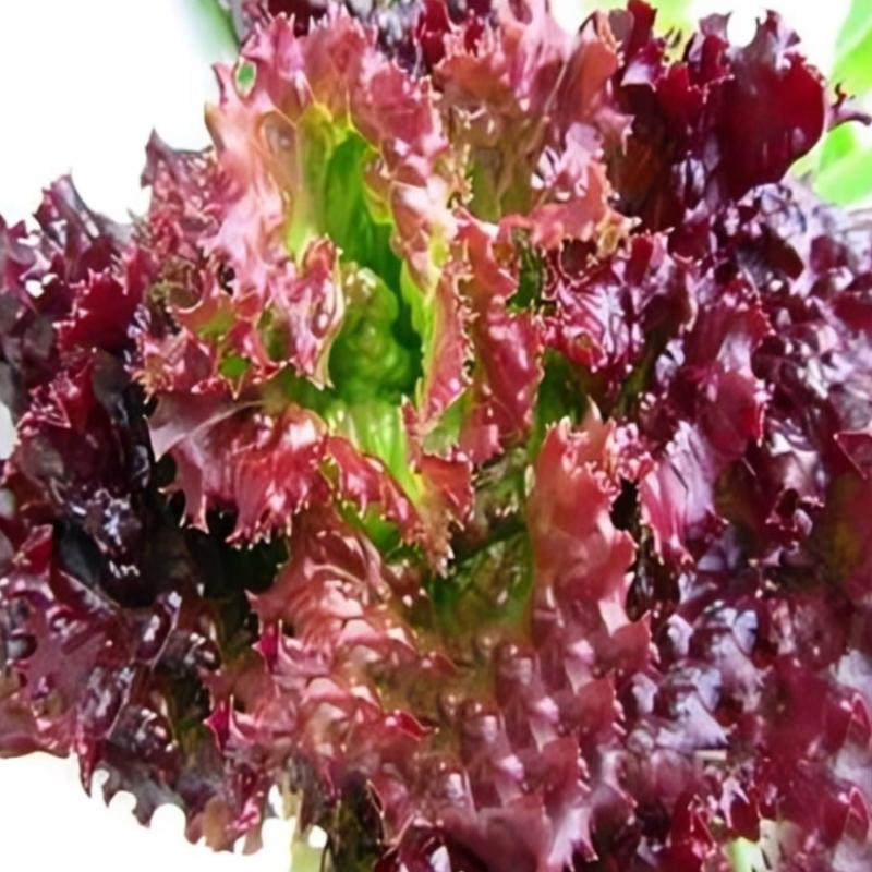 Purple Lettuce Leaf Seeds