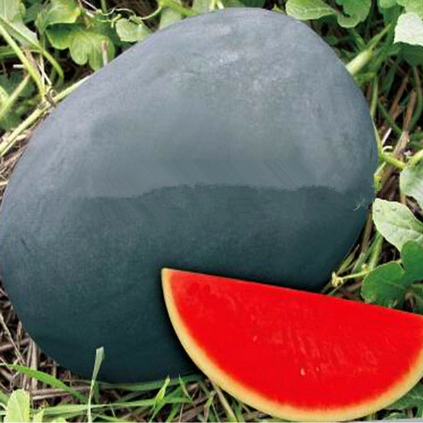 Giant Black Watermelon Seeds