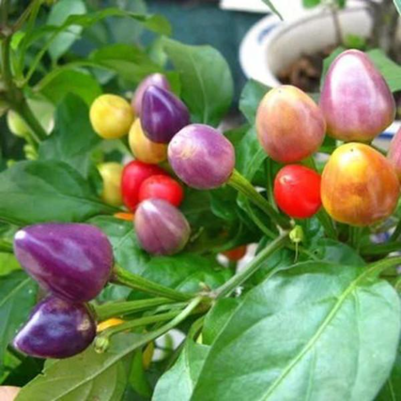 Rainbow Chili Peppers Seeds