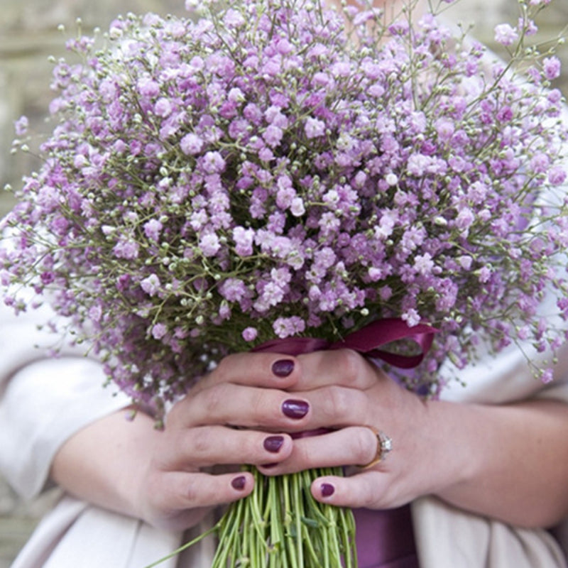 Purple Gypsophila Flower Seeds