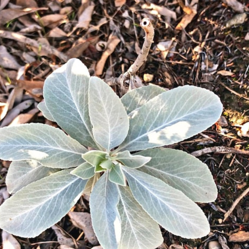 White Sage Seeds Heirloom Ceremonial Sage