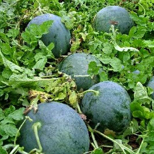 Giant Black Watermelon Seeds