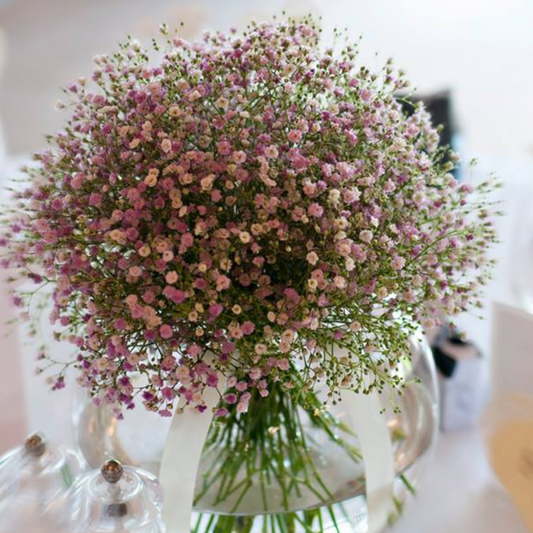 Purple White Mix Gypsophila Flower Seeds