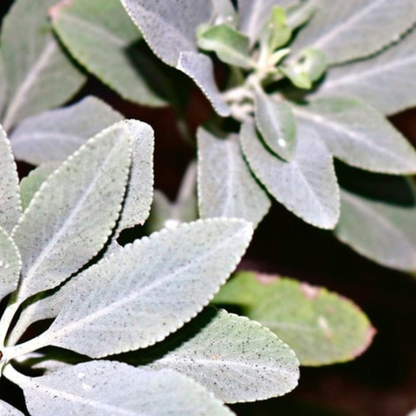 White Sage Seeds Heirloom Ceremonial Sage