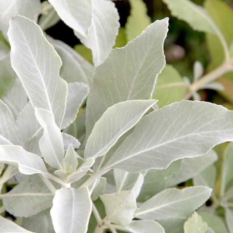 White Sage Seeds Heirloom Ceremonial Sage