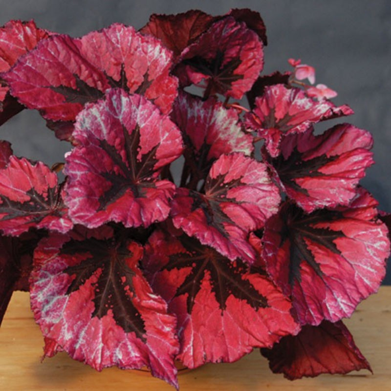 Red Coleus Flower Seeds