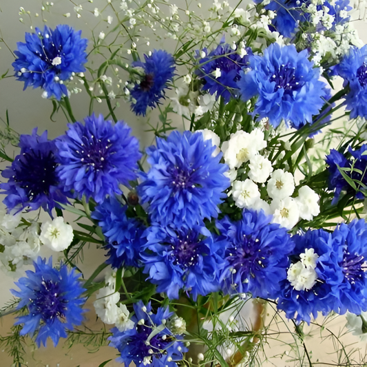 Centaurea Cyanus Small Flower Seeds
