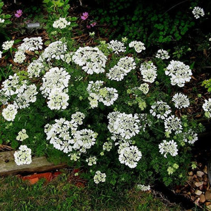 White Lace Orlaya Grandiflora Flower Seeds