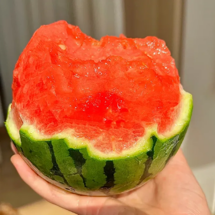 High Yield Watermelon Seeds Juicy Variety For Pots And Planters