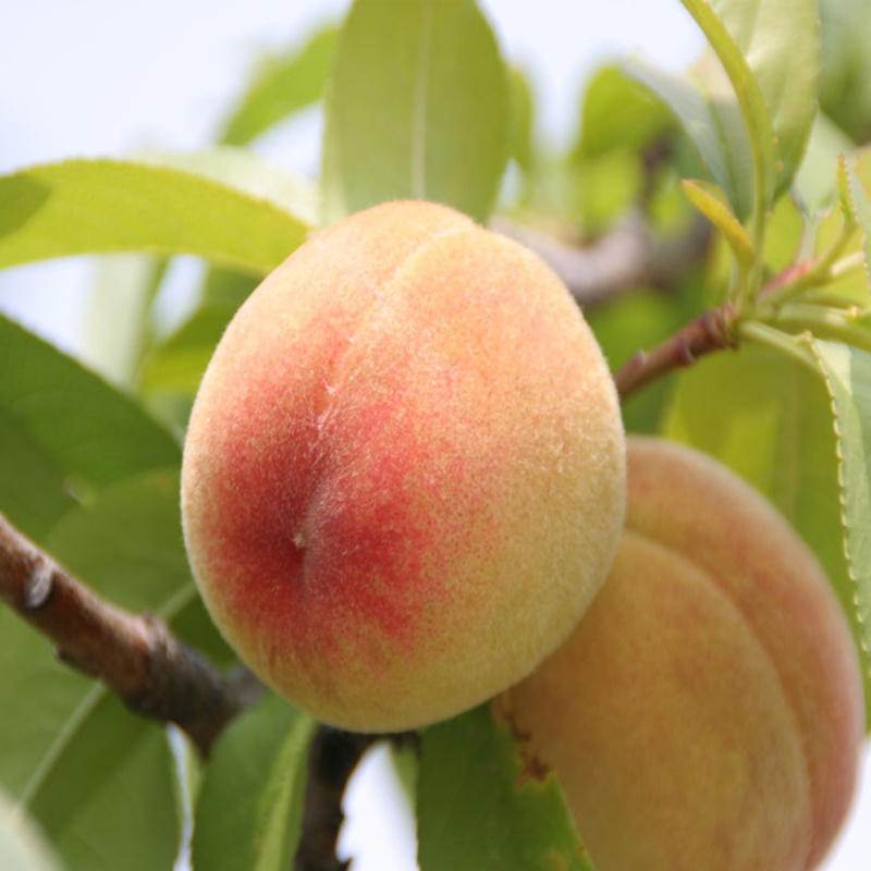 Small Potted Tree Flat King Peach Seeds