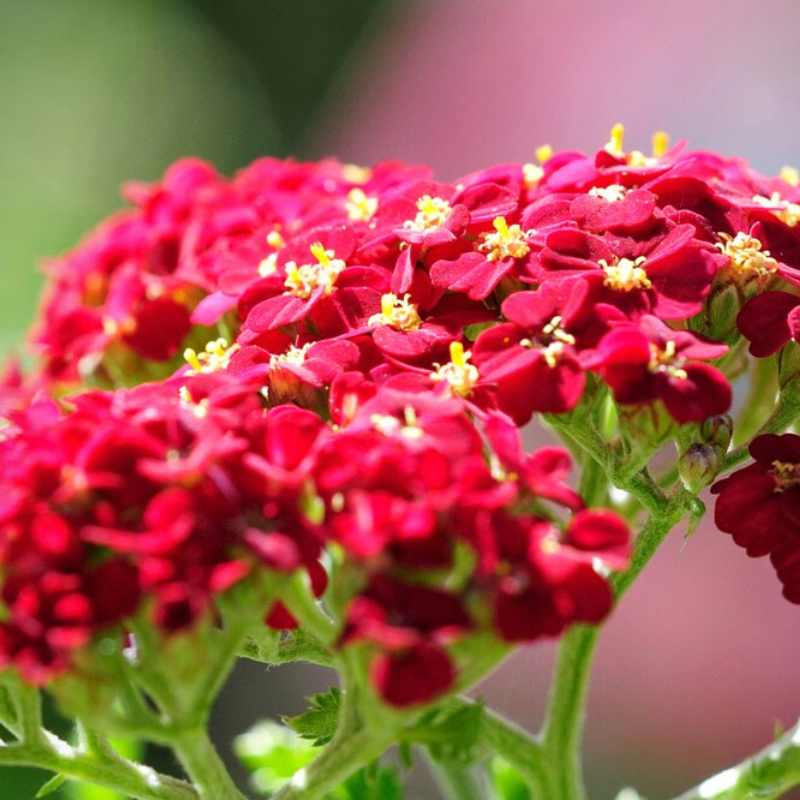 Red Yarrow Heirloom Seeds – McKenna Seeds