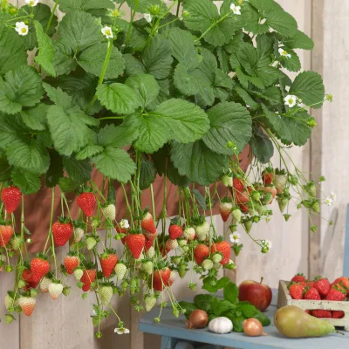 All Season Strawberry Seeds