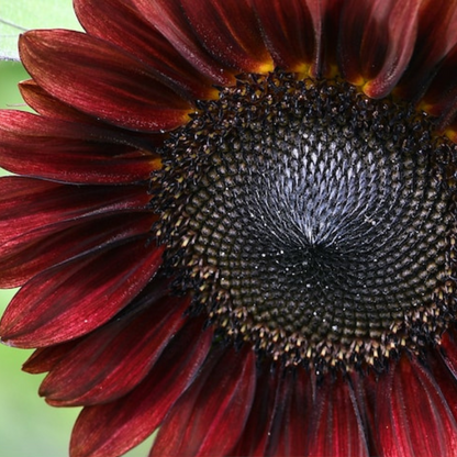 Chocolate Sunflower Seeds