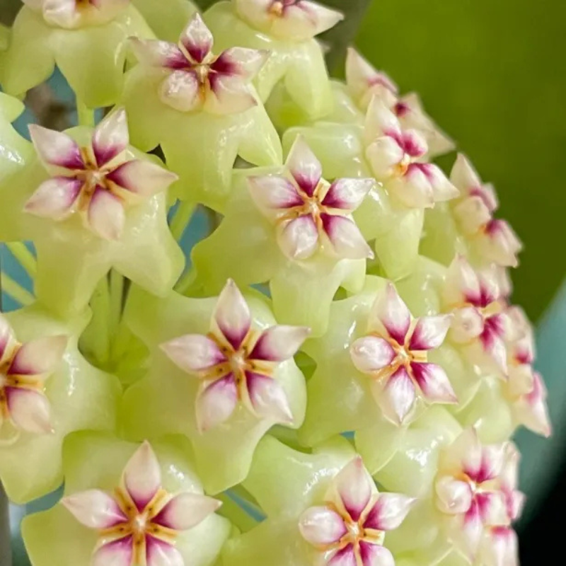 Clustered Star Bloom Hanging Plant