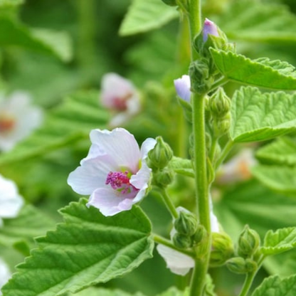 Marshmallow Herb Heirloom Seeds