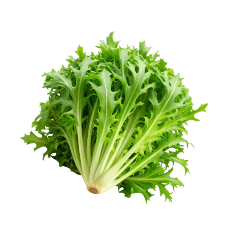 Endive Lettuce Vegetable Seeds