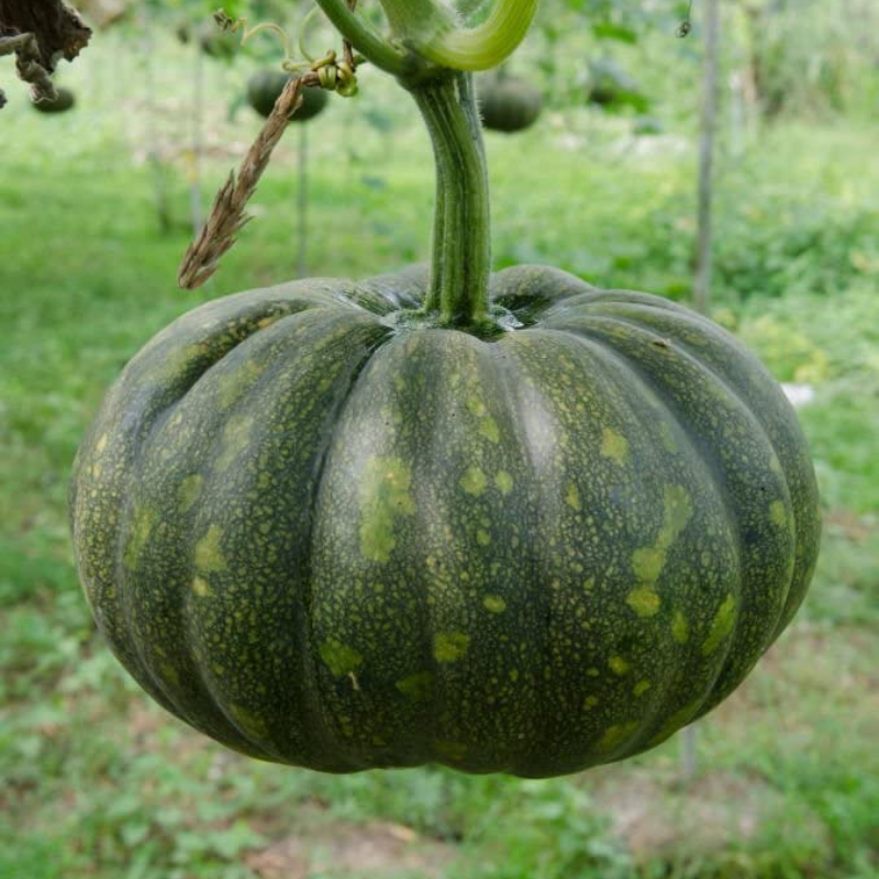 Green Pumpkin Nursery Seeds