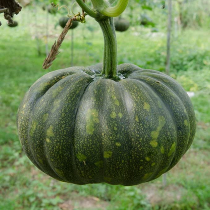 Green Pumpkin Nursery Seeds