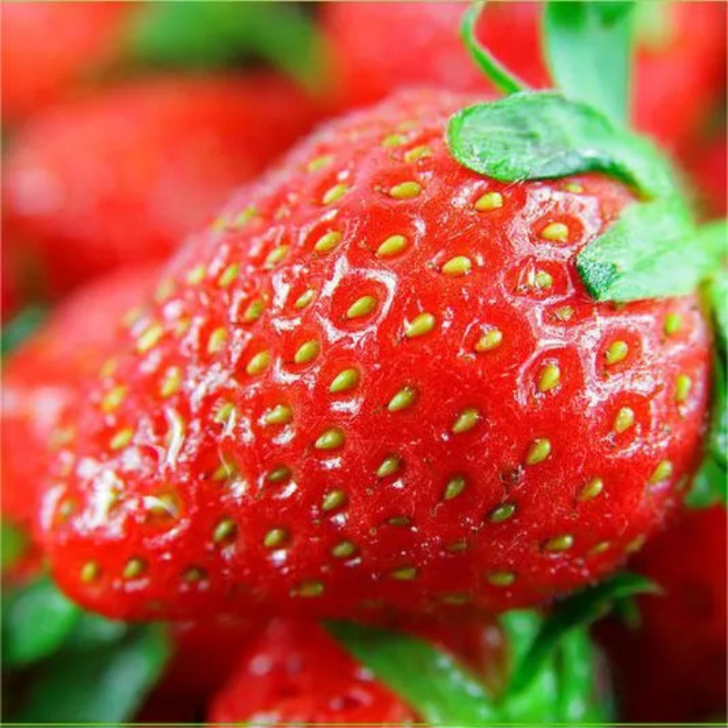 Botanical Strawberry Seeds For Garden