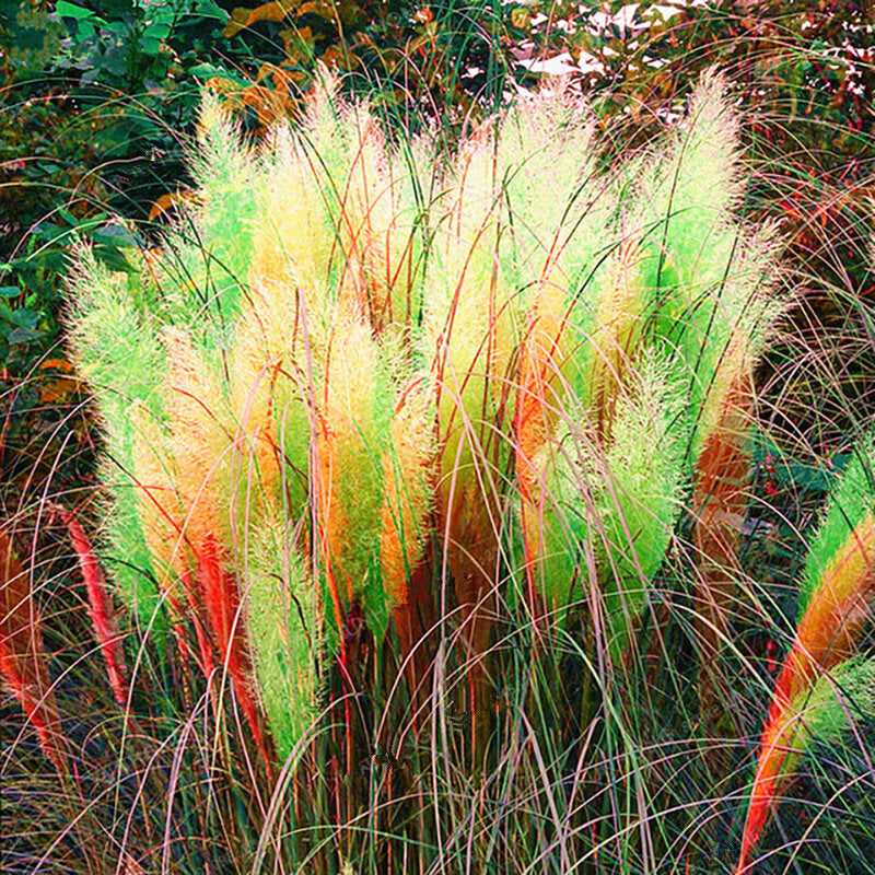 Rainbow Pampas Grass Seeds