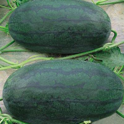 Black Tyrant Watermelon Seeds