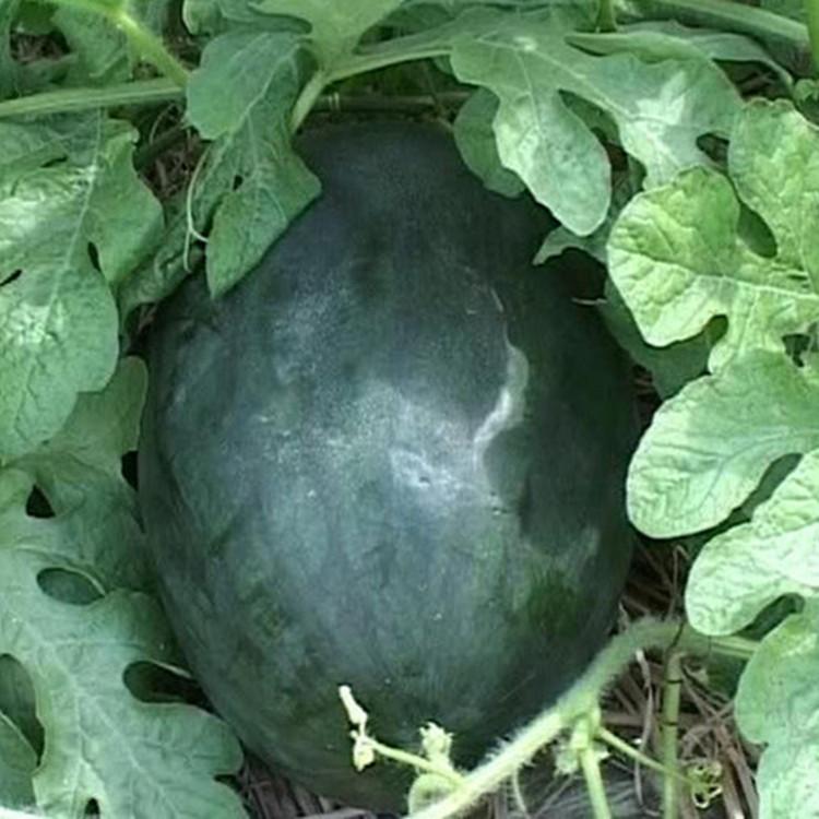 Black Tyrant Watermelon Seeds