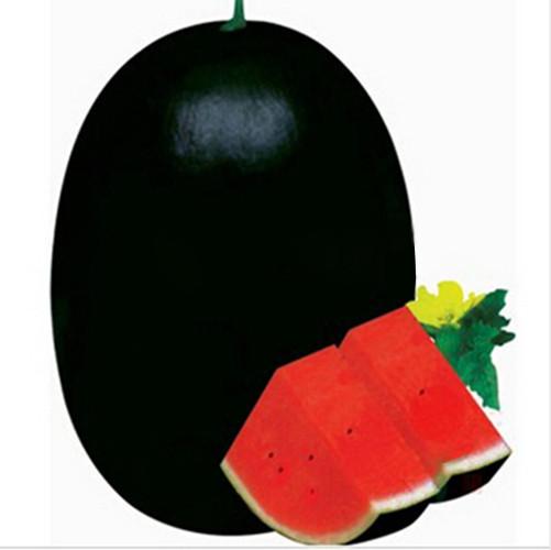 Black Tyrant Watermelon Seeds