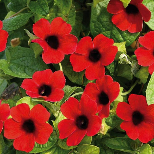 Flower Red Thunbergia Alata Seeds