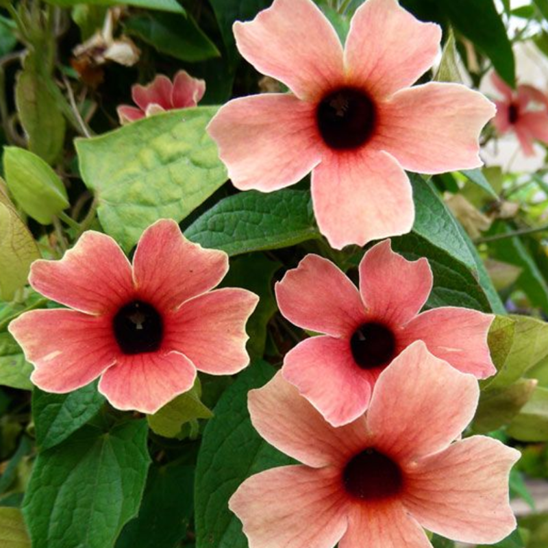 Flower Peach Thunbergia Alata Seeds