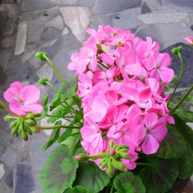 Univalve Geranium Seeds