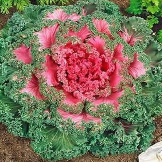 Pink Collard Vegetable Seeds