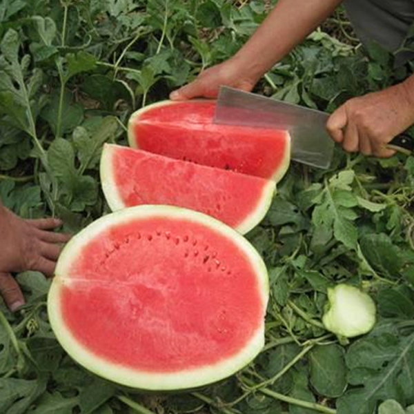 Seedless Watermelon Seeds 30 Pack