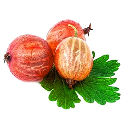 Red Pan American Gooseberry Seeds