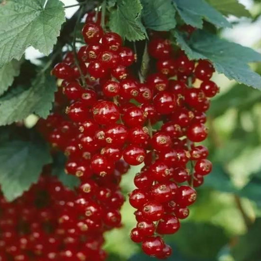 Red American Gooseberry Seeds