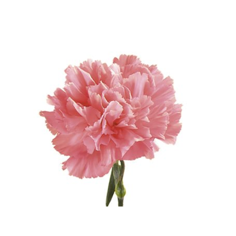 Pink Carnation Flower Seeds