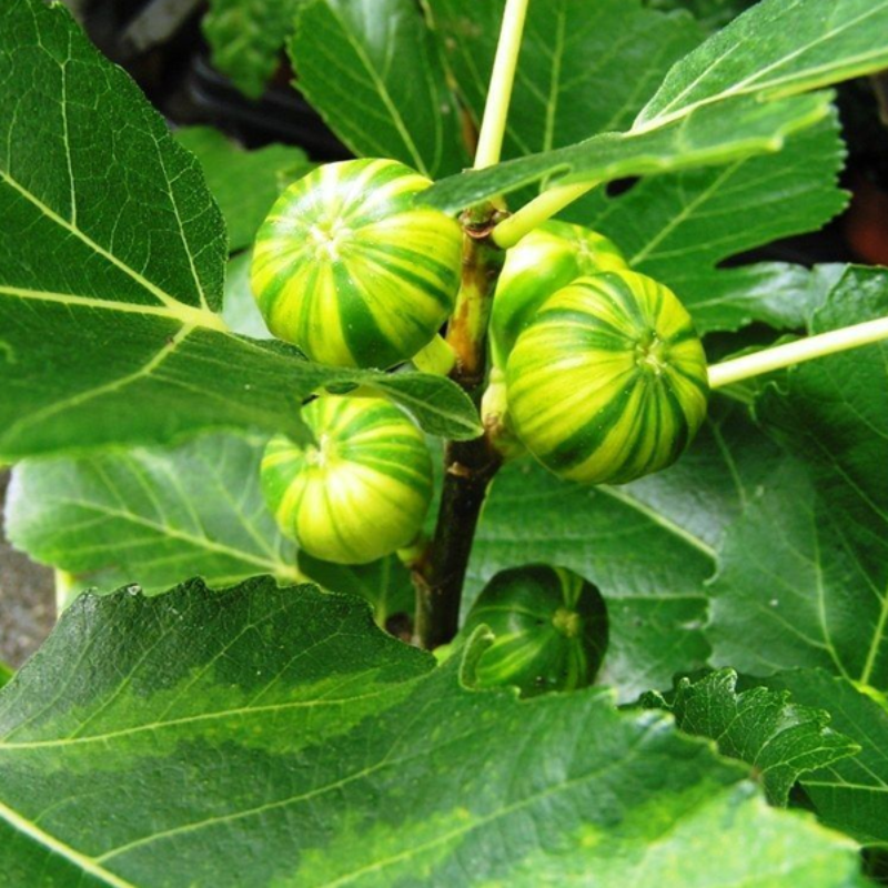 Tiger Stripe Fig Tree Seeds