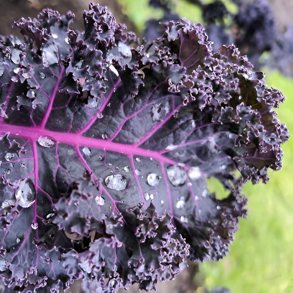 Mini Sementes Wrinkled Leaf Kale Seeds
