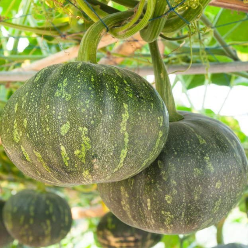 Green Pumpkin Nursery Seeds