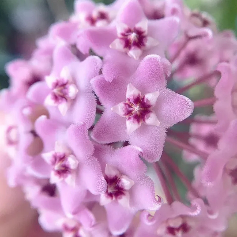 Clustered Star Bloom Hanging Plant