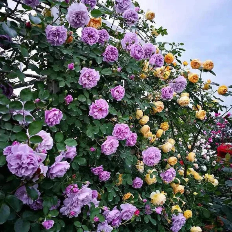 Decorative Climbing Rose Seeds