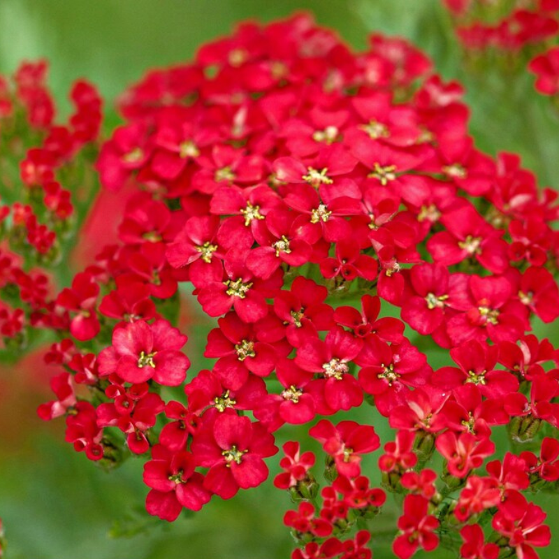 Red Yarrow Heirloom Seeds