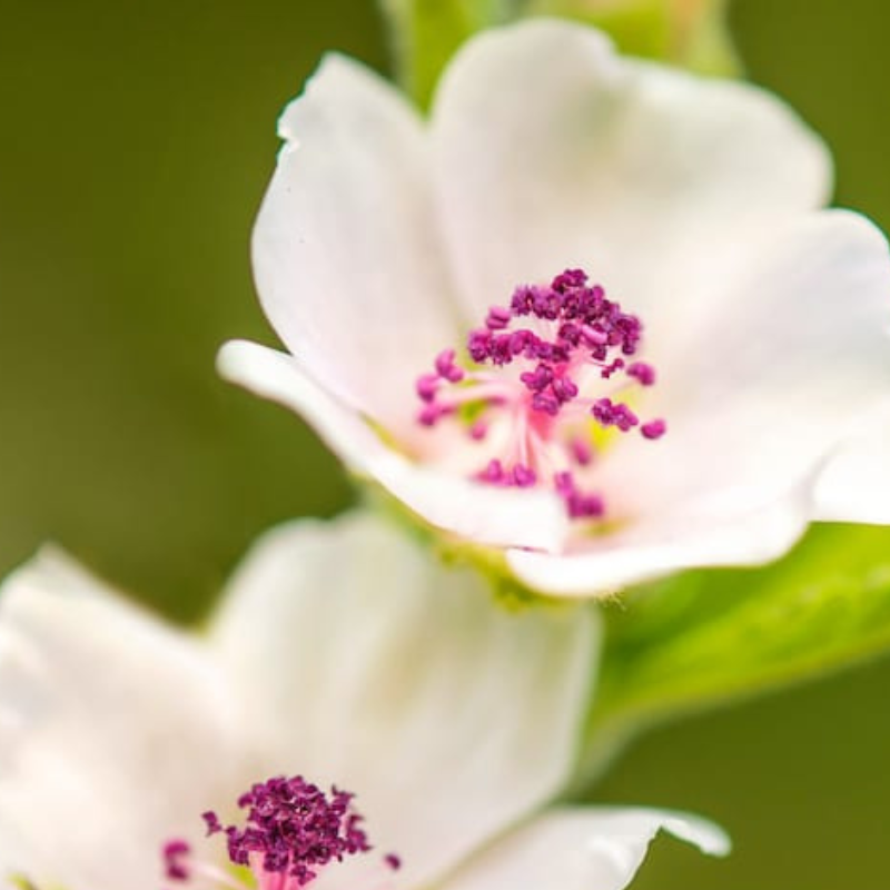 Marshmallow Herb Heirloom Seeds