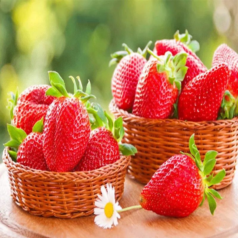 Botanical Strawberry Seeds For Garden