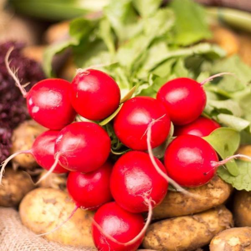 Round Cherry Radish Vegetable Seeds